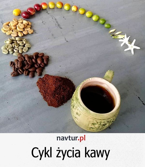 Cykl życia kawy