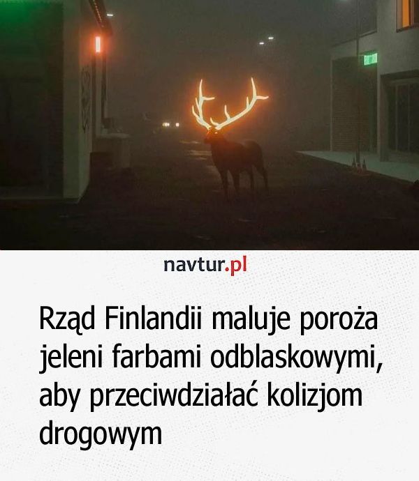 Rząd Finlandii maluje poroża jeleni farbami odblaskowymi, aby przeciwdziałać kolizjom