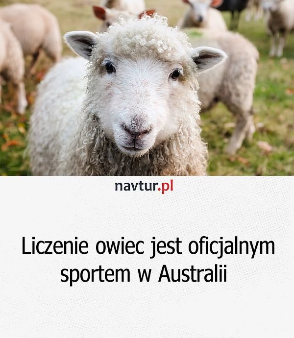 Liczenie owiec jest oficjalnym sportem w Australii