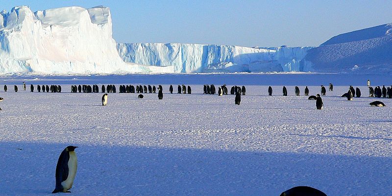 Antarktyda - Pingwiny