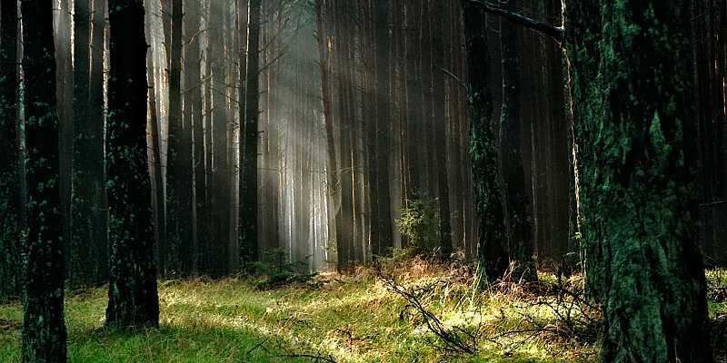 Co należy zrobić w przypadku zabłądzenia w lesie?