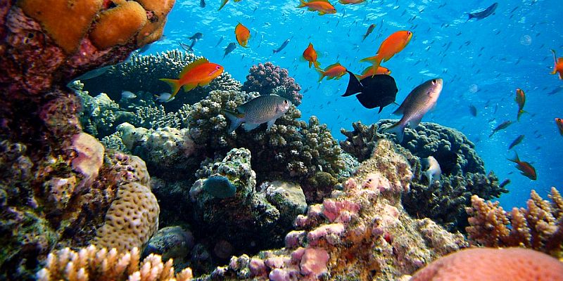 Siedem Cudów Natury - Wielka Rafa Koralowa