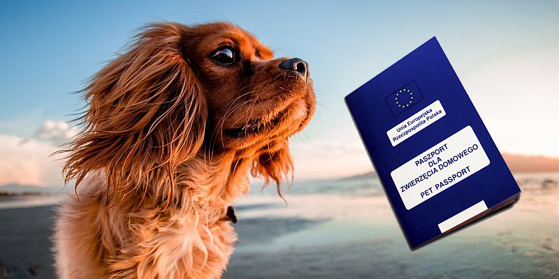 Wyjazd z psem lub kotem za granicę
