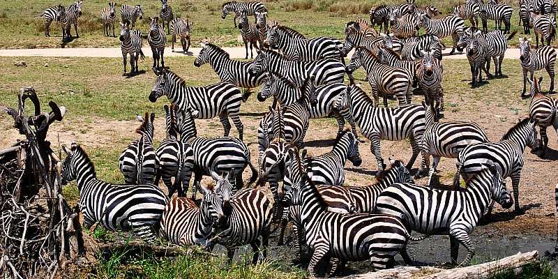 Park Narodowy Serengeti