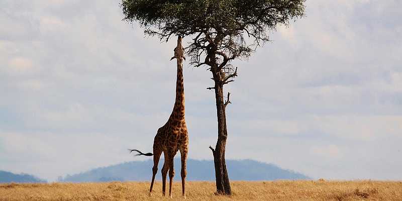 Park Narodowy Serengeti