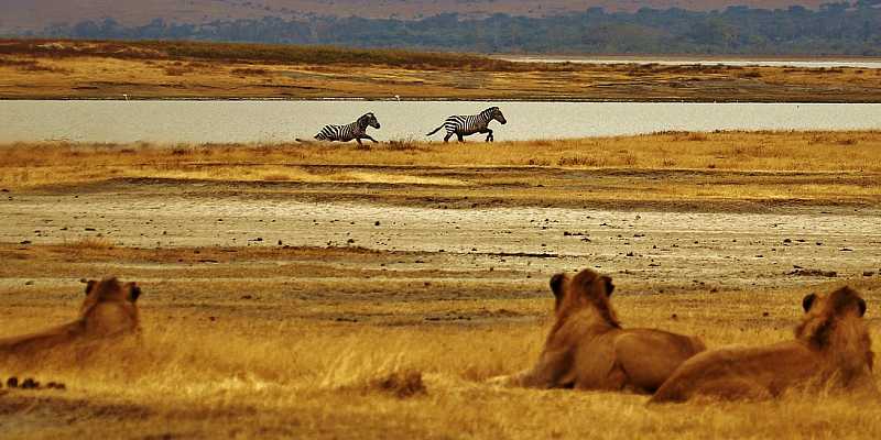 Park Narodowy Serengeti - lwy