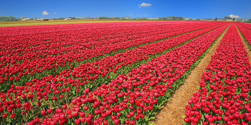 Tulipany - Symbol Holandii