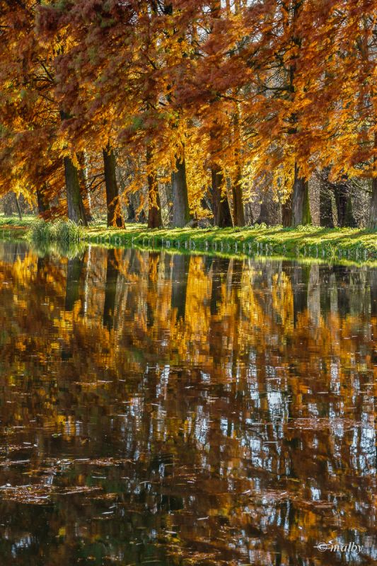 Jesień w Arboretum w Kórniku