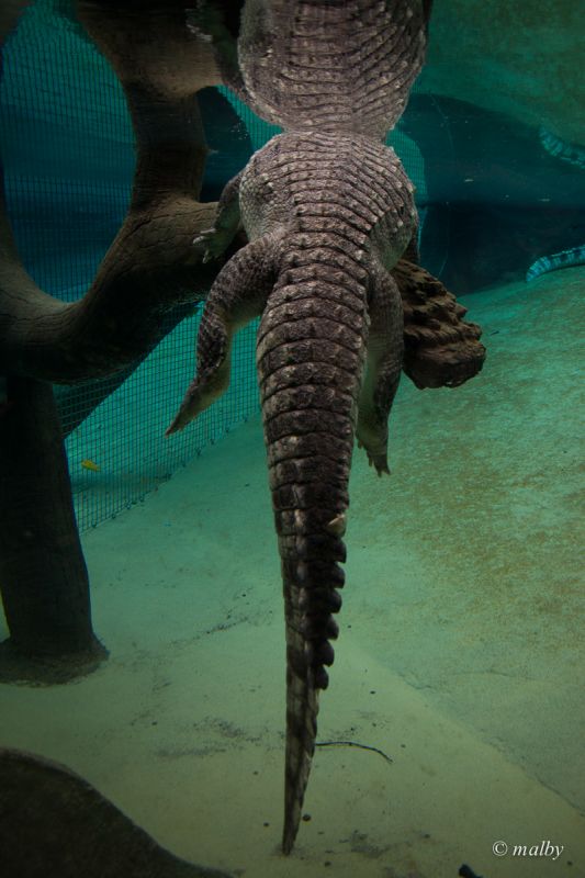 Aligator w Afrykarium