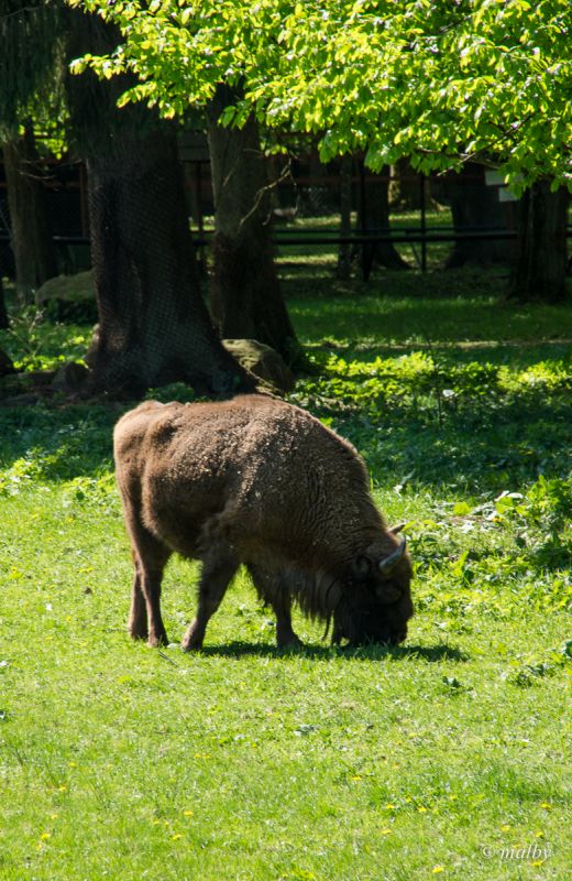 Żubr