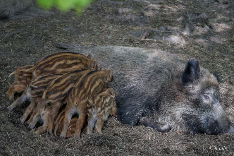 Rezerwat Pokazowy Żubrów - Warchlaczki z mamą