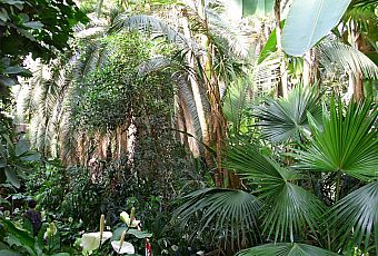 Ogród Palmowy we Frankfurcie