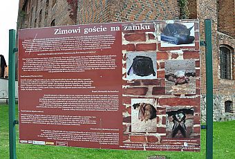 Gniew