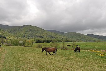 Tarnica