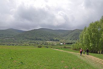 Tarnica