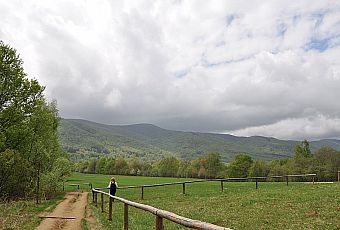 Tarnica