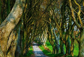 Dark Hedges