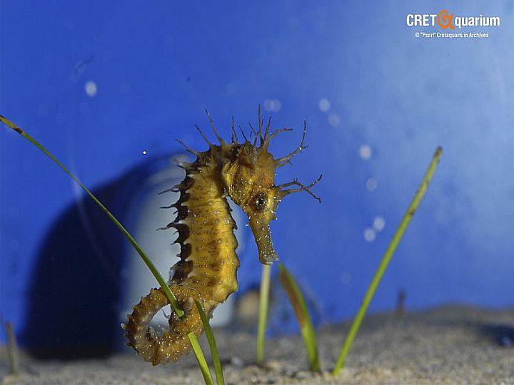 Cretaquarium