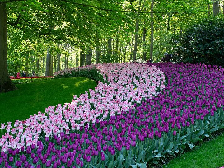 Keukenhof