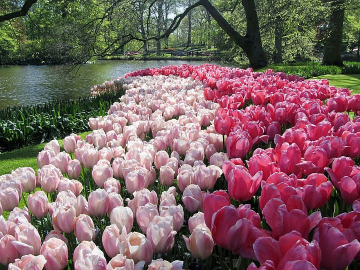 Keukenhof