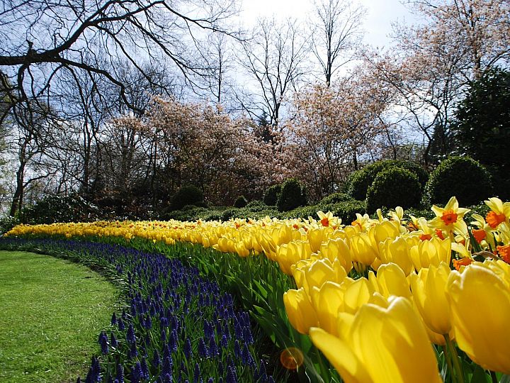 Keukenhof
