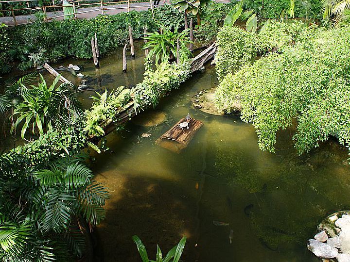 Tropikalna Wyspa