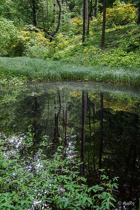 Park Rododendronów Kromlau - Park Rododendronów i Azalii 