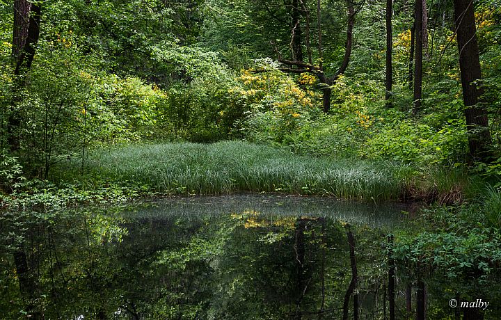 Park Rododendronów Kromlau
