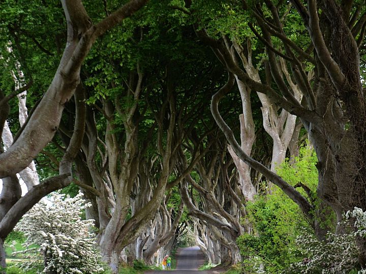 Dark Hedges