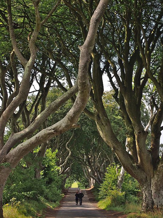 Dark Hedges
