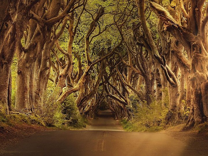 Dark Hedges