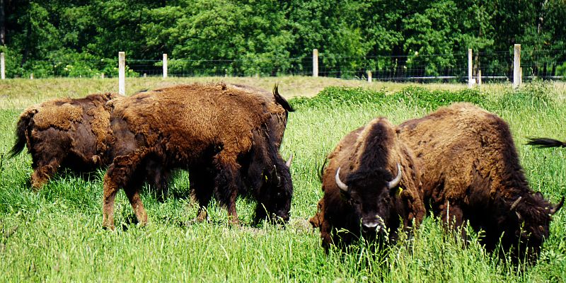 Pałac w Kurozwękach - Hodowla bizonów amerykańskich
