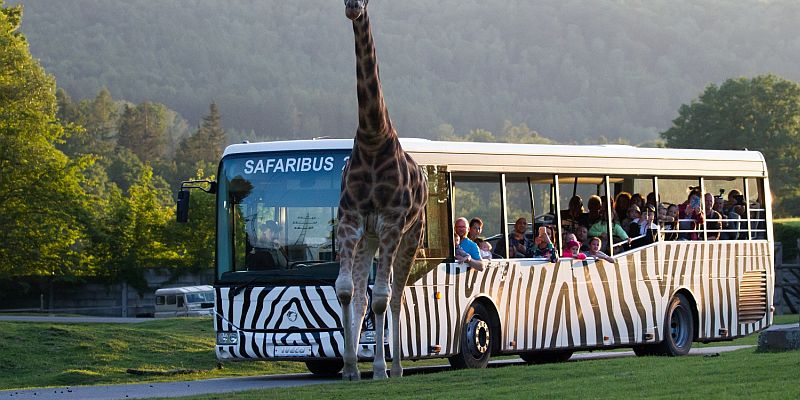 zoo safari czechy opinie