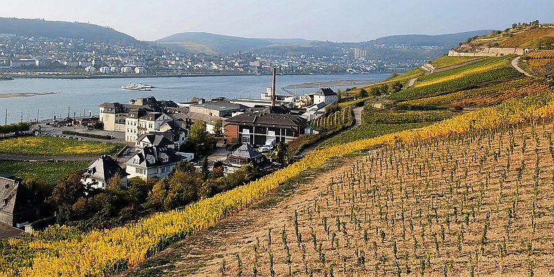 Rüdesheim am Rhein - winnice
